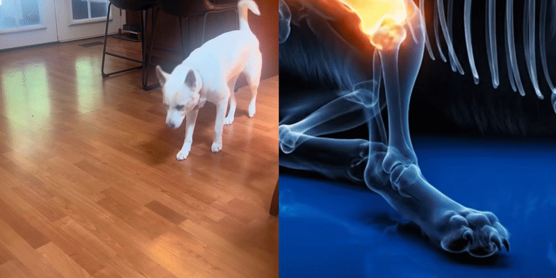 imgi_1_asset1-ezgif.com-video-to-gif-converter.gif__PID:d4d94a11-1c83-4570-becd-dae8d69ad011